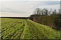 Field edge footpath in CB21 4DU