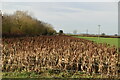Headland strip of crops in CB21 4DU