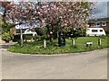 Cherry tree on Hollington Green in Hollington