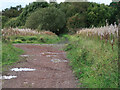 Old railway track near Netherburn in Netherburn