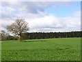Farmland and plantation, Bagshot in RG17 0RG