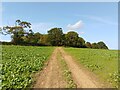 Footpath towards Great Park Farm in RG7 2AA