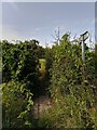 Footpath towards Wheat's Farm in RG7 3PL
