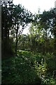 Woods beside Stamford Bridge Road in YO41 1LJ