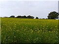 Wither's Farm rapeseed in RG18 9UR