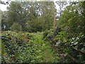 Footpath through Hawkridge Wood in RG7 6EG