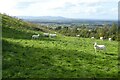 Sheep on Bredon Hill in WR10 3DP