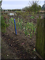 Dunken Hill Allotments in Cherry Burton