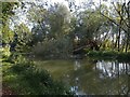 Fallen tree in Kennet and Avon Canal in RG17 0UR