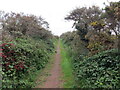 Llwybr ar Dwyni Tywod Penbre / A path on Pembrey Burrows in SA16 0HU