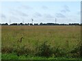 Grassland west of Chequers Road in NR15 2JJ