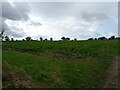 Crop field, Bedingham Green in Bedingham