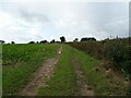 Farm track off Dulgate Road in Bedingham