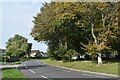 Roadside trees, Calmore Drive in SO40 8TA