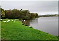 Swans beside Broadwood Loch in G68 9EF