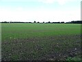 Crop field off Station Road in Ellingham and Kirby Cane