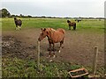 Horses at Sandbank Farm, Wisbech St Mary in PE13 4SH