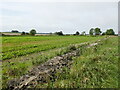 Field between roads near Hawling in GL54 4EF