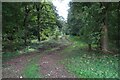Track into Sporle Wood in PE32 2DU
