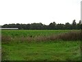 Crop field, Raveningham  in NR14 6NR