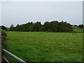 Grazing and woodland near Meadow Farm in NR14 6EE