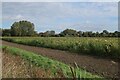 Field of sunflowers, West Dereham in PE33 9RG