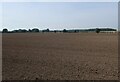 Tilled field near Barton Bendish in PE33 9DW