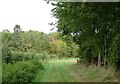 Track and woodland north of  Hempnall Road in NR35 2NG