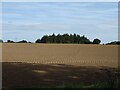 Field towards woodland in NR13 6AL
