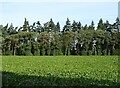 Crop field and woodland east of Salhouse in NR13 6RX