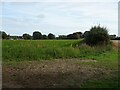 Crop field and hedgerow off Bell Lane in NR13 6HD