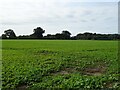 Crop field off Welldon Lane in NR13 6EZ