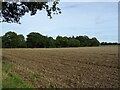 Stubble field and woodland in NR12 8LA