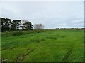 Grassland near Ludham Bridge in NR12 8NG