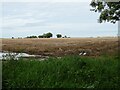 Stubble field off Grange Road in NR29 5GB