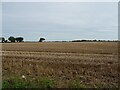 Stubble field east of Catfield Road in NR29 5FA