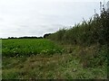 Crop field and hedgerow off Catfield Road in NR29 5QR