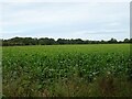 Crop field off Plumsgate Road in NR12 9RL