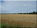 Stubble field off Elderbush Lane in NR29 5AN