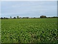 Crop field off Market Road in NR29 5LZ