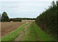 Farm track (footpath), Potter Heigham in NR29 5LN
