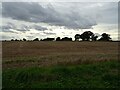 Stubble field, Calthorpe Street in NR12 9TD