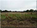 Grassland off Town Road in NR12 9SE