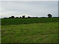 Crop field off Grove Road in NR12 9ST