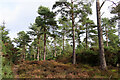 Scots Pine and Heather in IV31 6RX