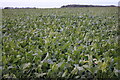 Field of sugar beet by Brands Lane in IP29 4SF