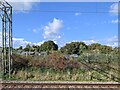 Allotments outside Witham station in CM8 3AZ