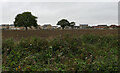 A field seen from the path around Ardsley Reservoir, East Ardsley in WF3 1PS