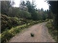 Forestry road in Leanachan Forest in PH33 6SQ