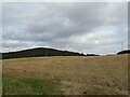 Culitivated stubble by Gala Hill in TD1 3PU